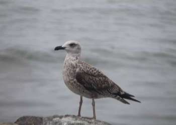 IMG_9512-dimensioni-grandi