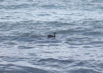 IMG_9758-dimensioni-grandi