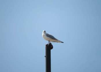 IMG_0514-dimensioni-grandi