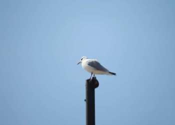 IMG_0515-dimensioni-grandi