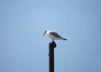 IMG_0516-dimensioni-grandi