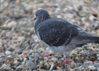 IMG_1641-dimensioni-grandi